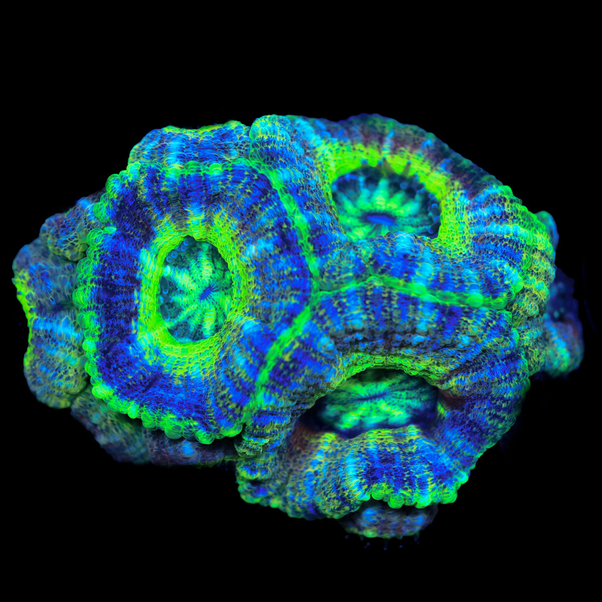 Acid Pool Acan