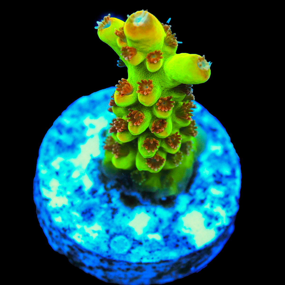 WWC Budgie Smuggler Acropora