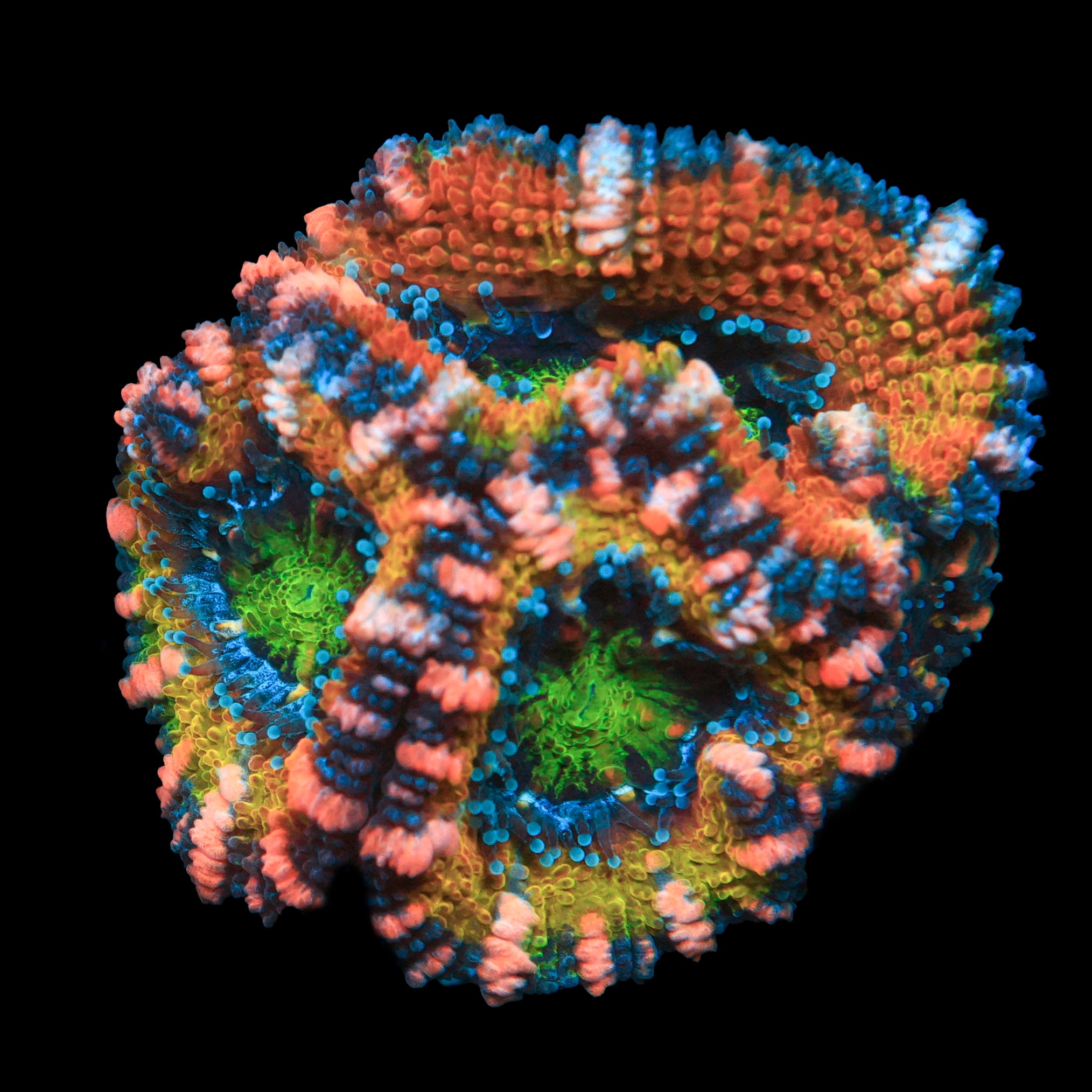 Sunset Peach Acan