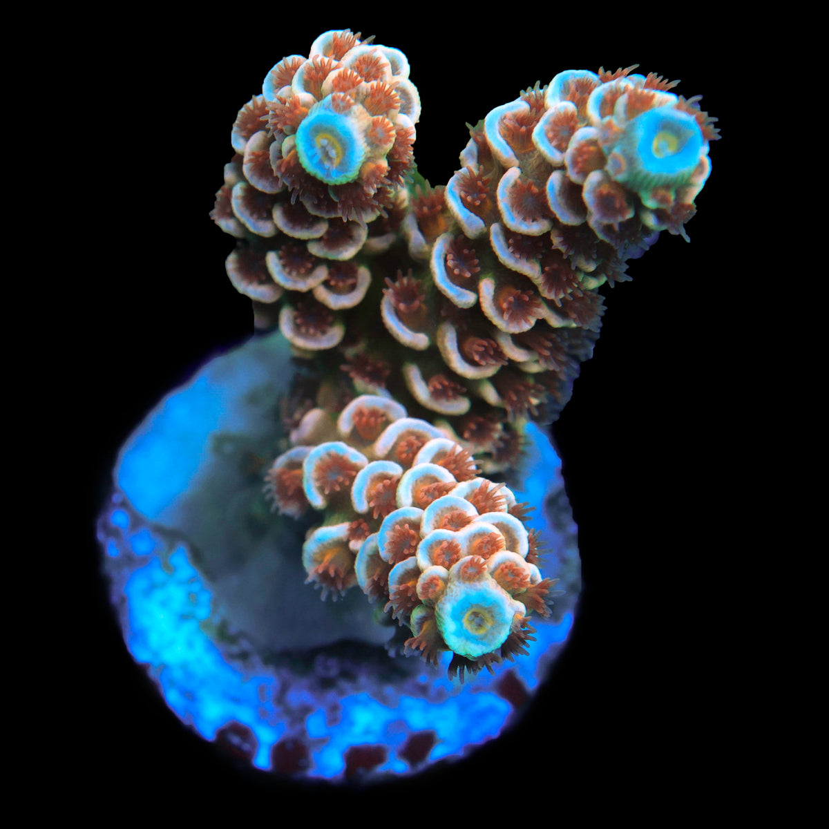RRC Mardi Gras