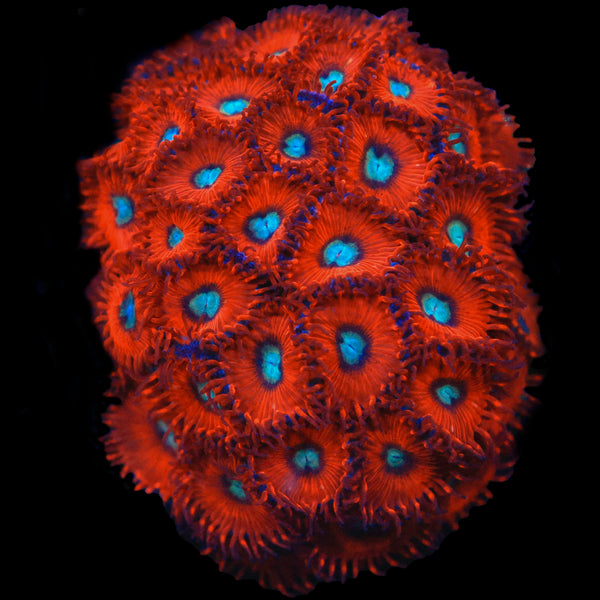 Charmander Zoa