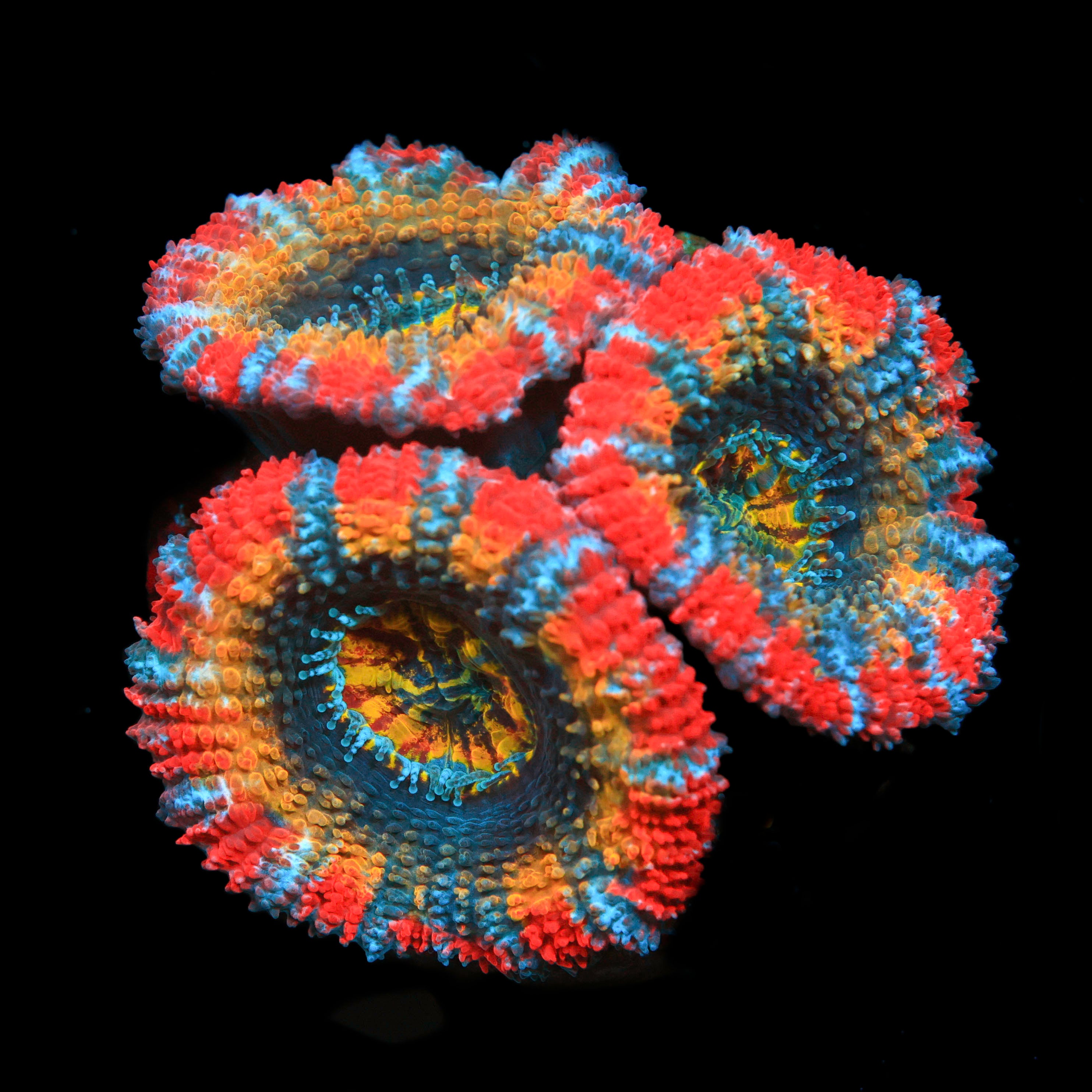 Pacific Rim Acan