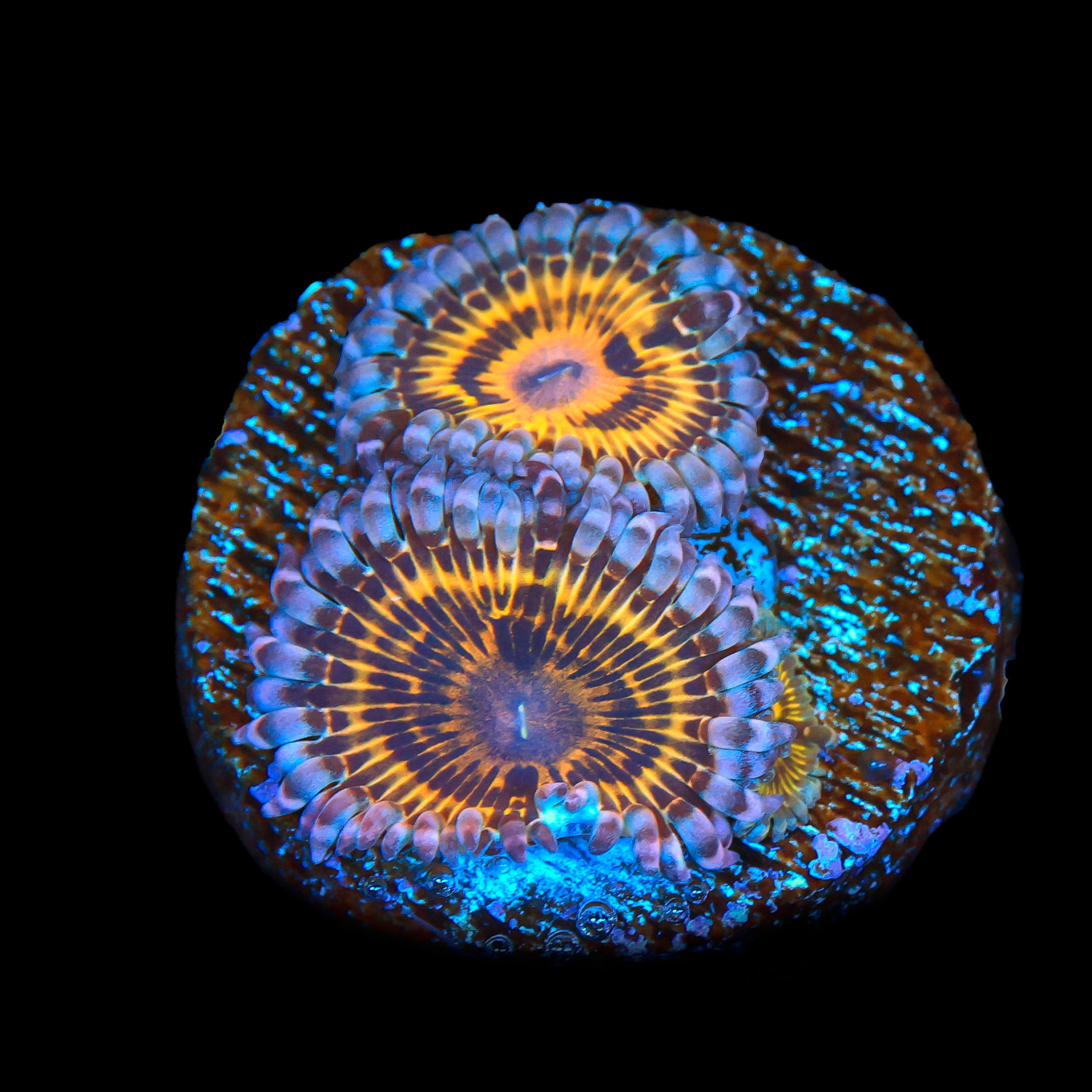 Stratocaster Zoanthid
