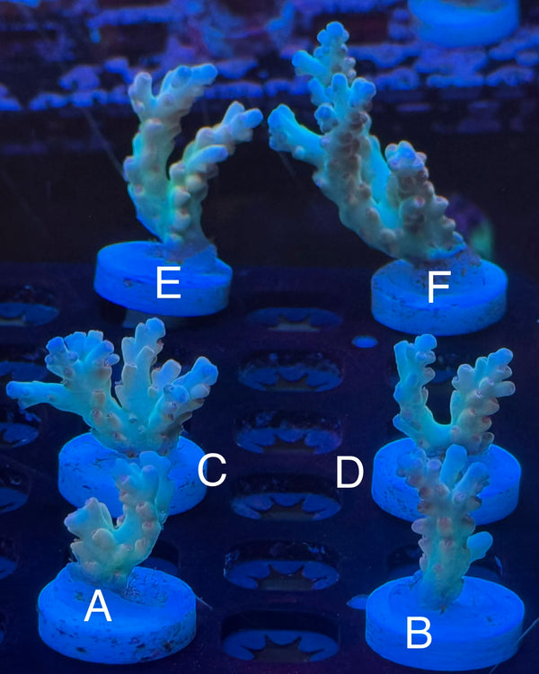 POTO Scorpion