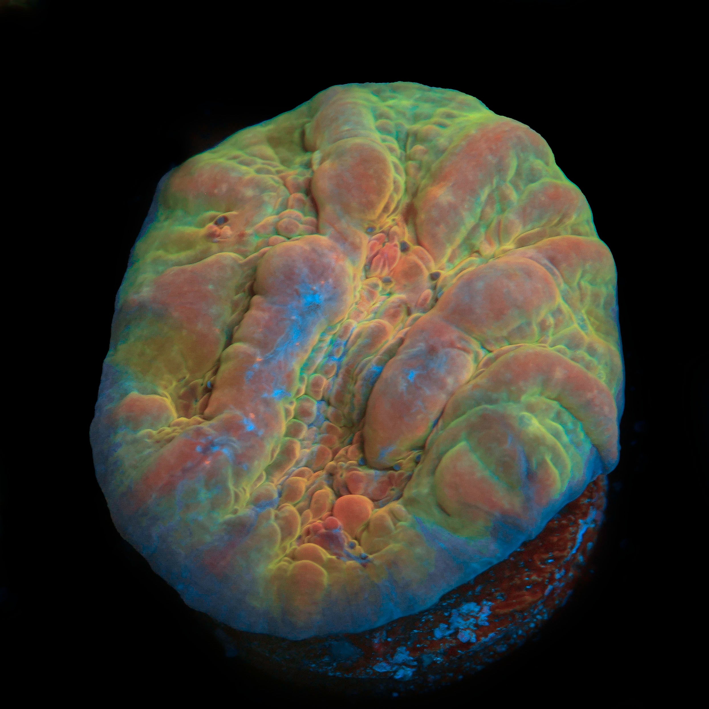 Rainbow Bounce Chalice
