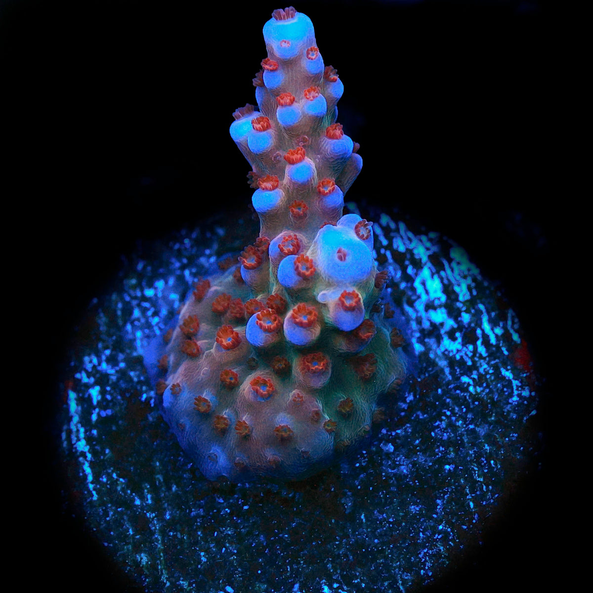 Sanjay's Red Photon Acropora Coral