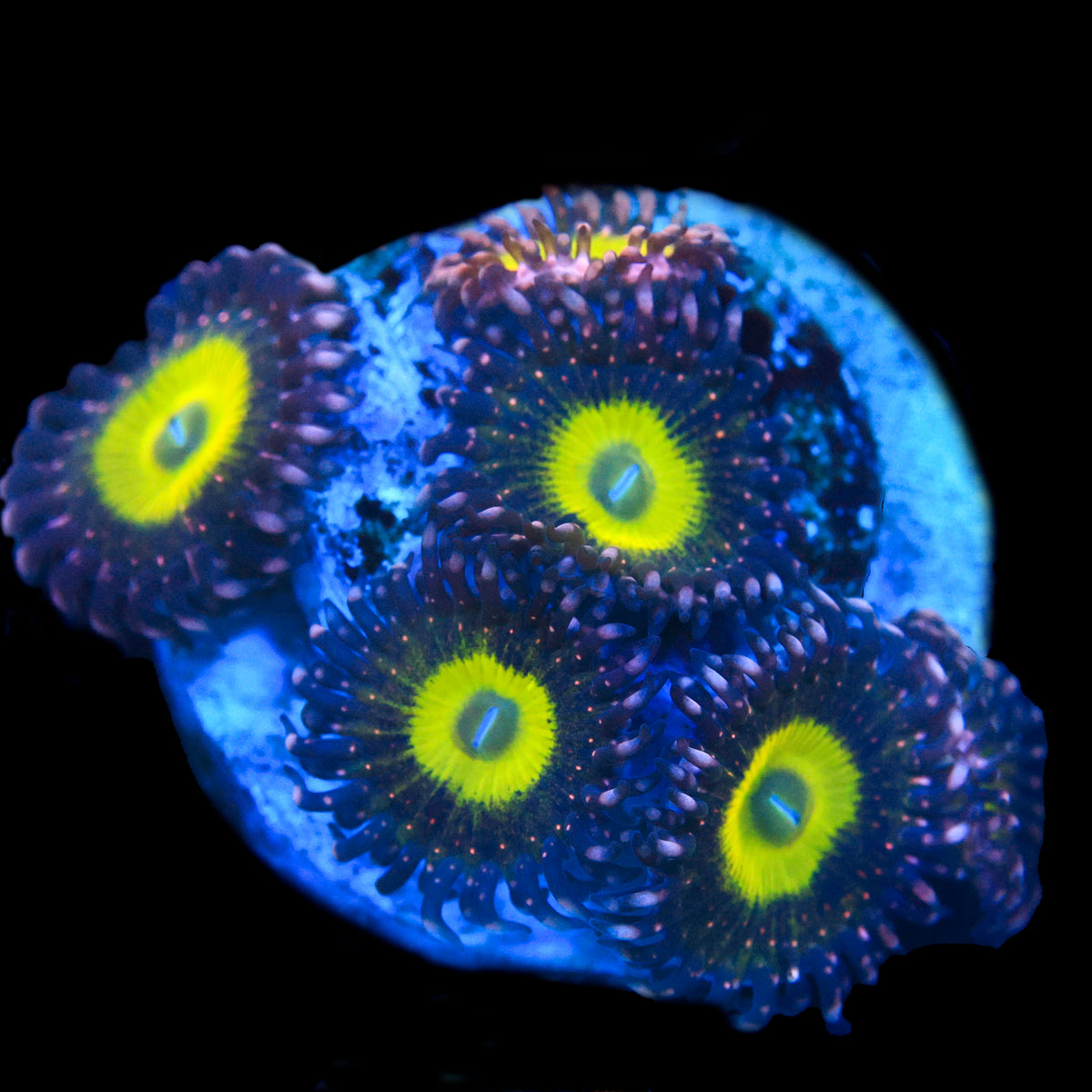 Pink Hippo Zoa