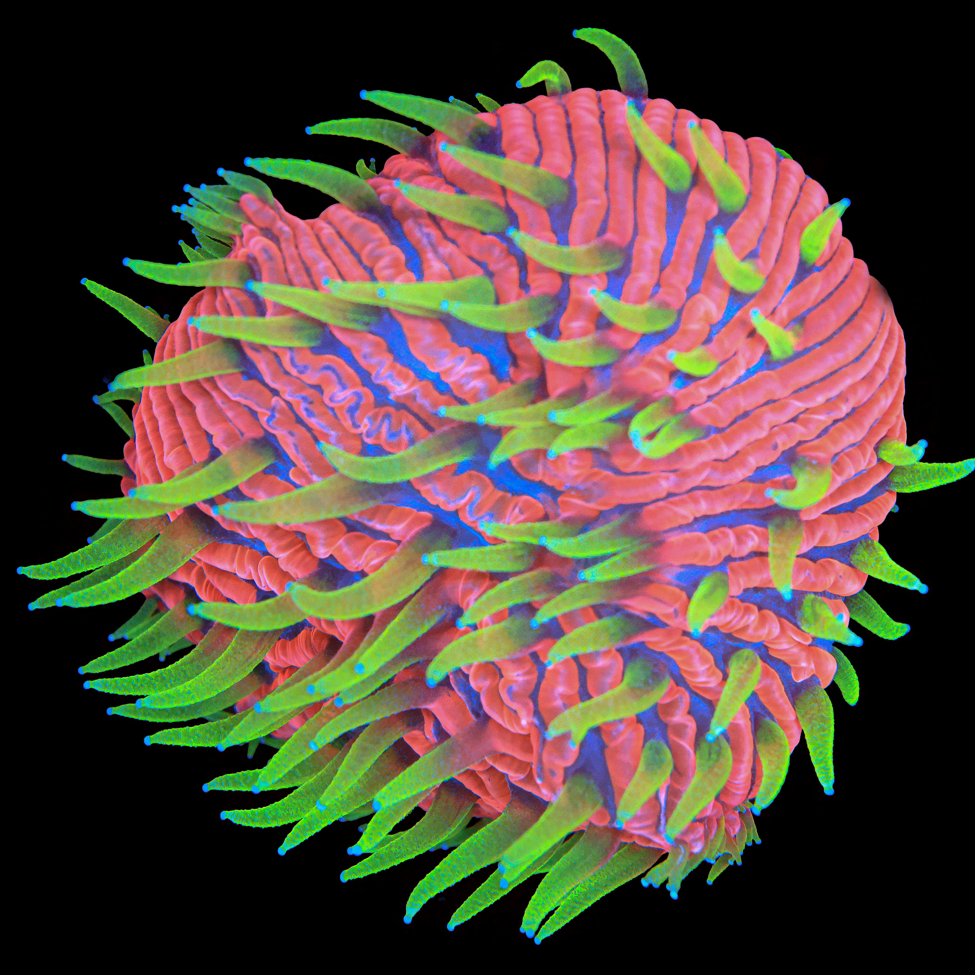 TCK Insane Plate coral