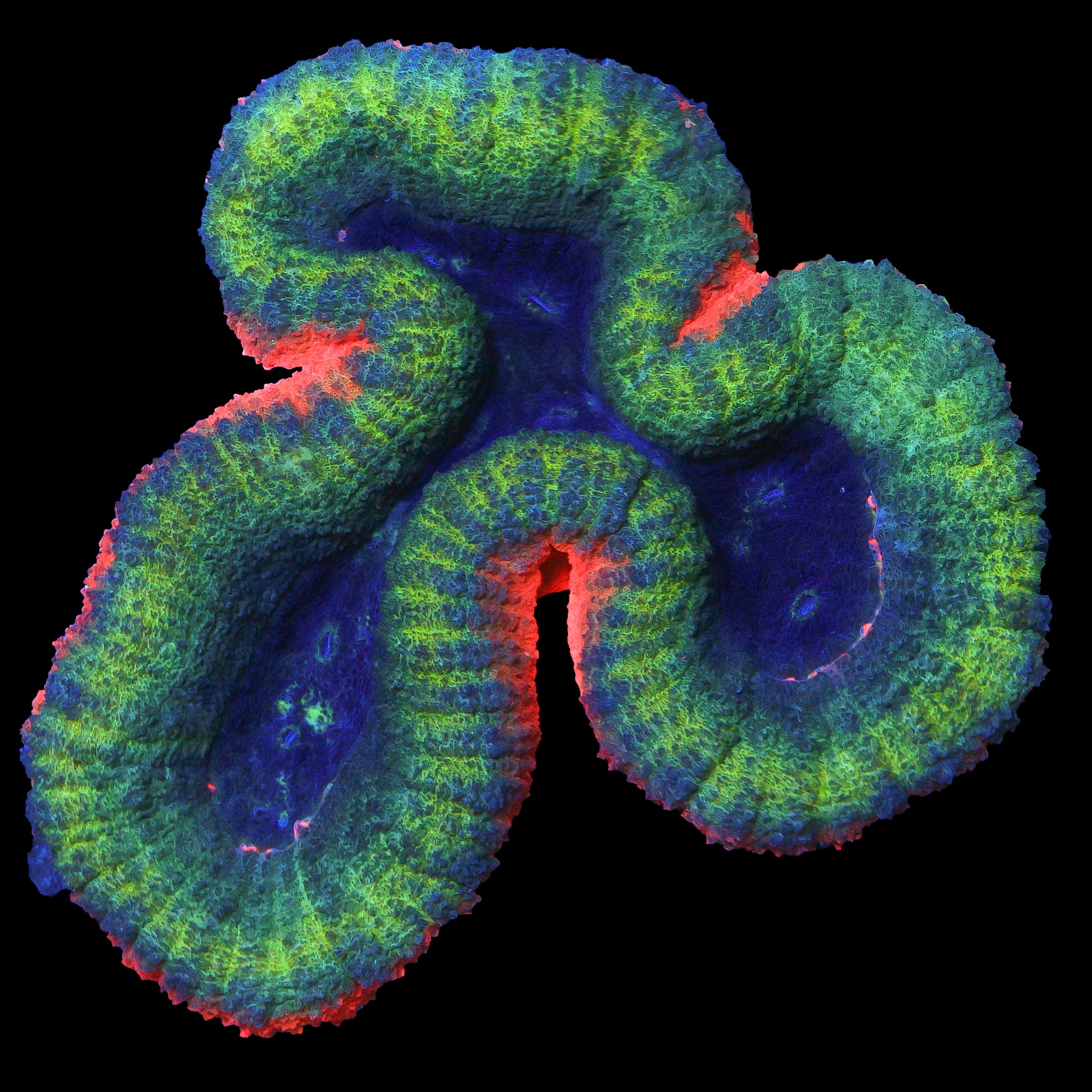 Lobophyllia Coral