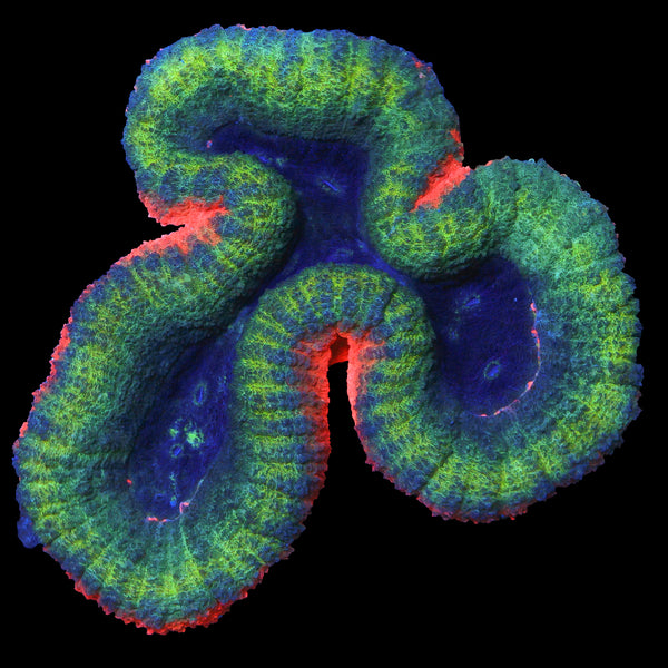 Lobophyllia Coral