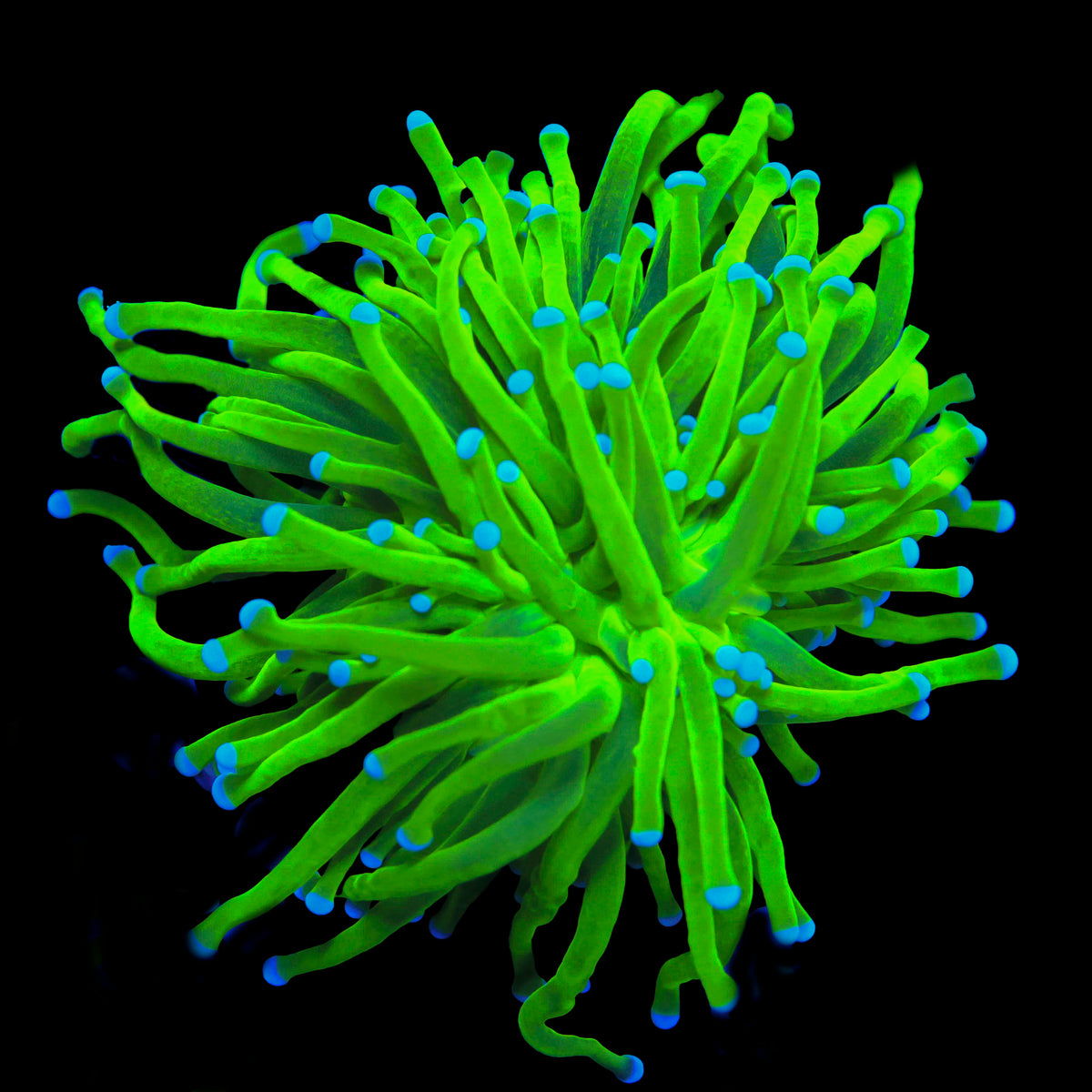 Green Torch