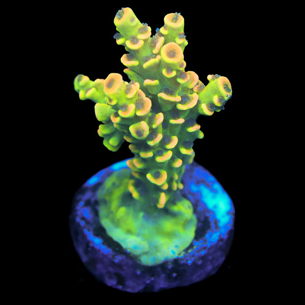 BkChem Fruit Loops
