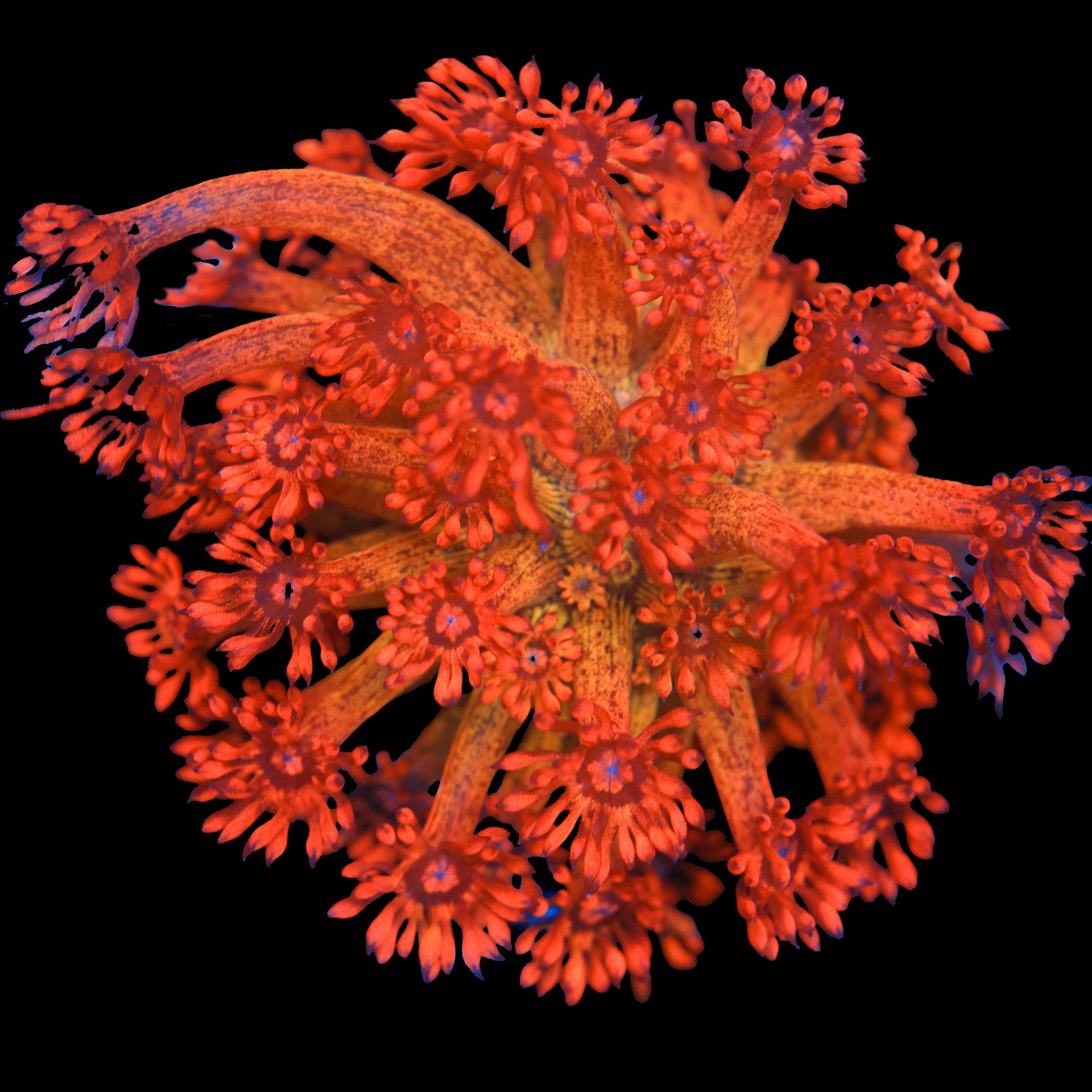 UC Amazeball Goni (Mini Colony)