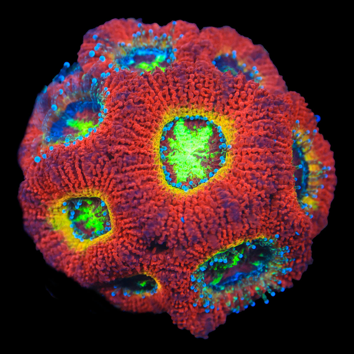 Ring of Fire Acan