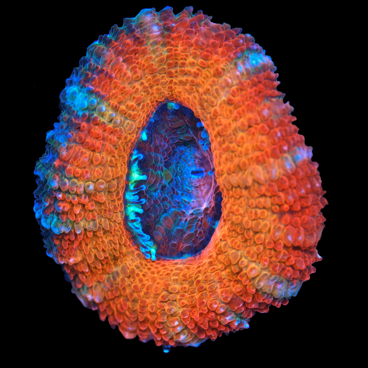 Dragon Scale Acan