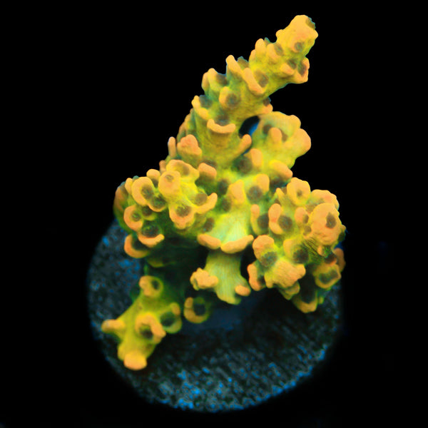 BkChem Fruit Loops