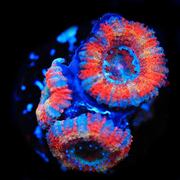 Labubu Acan