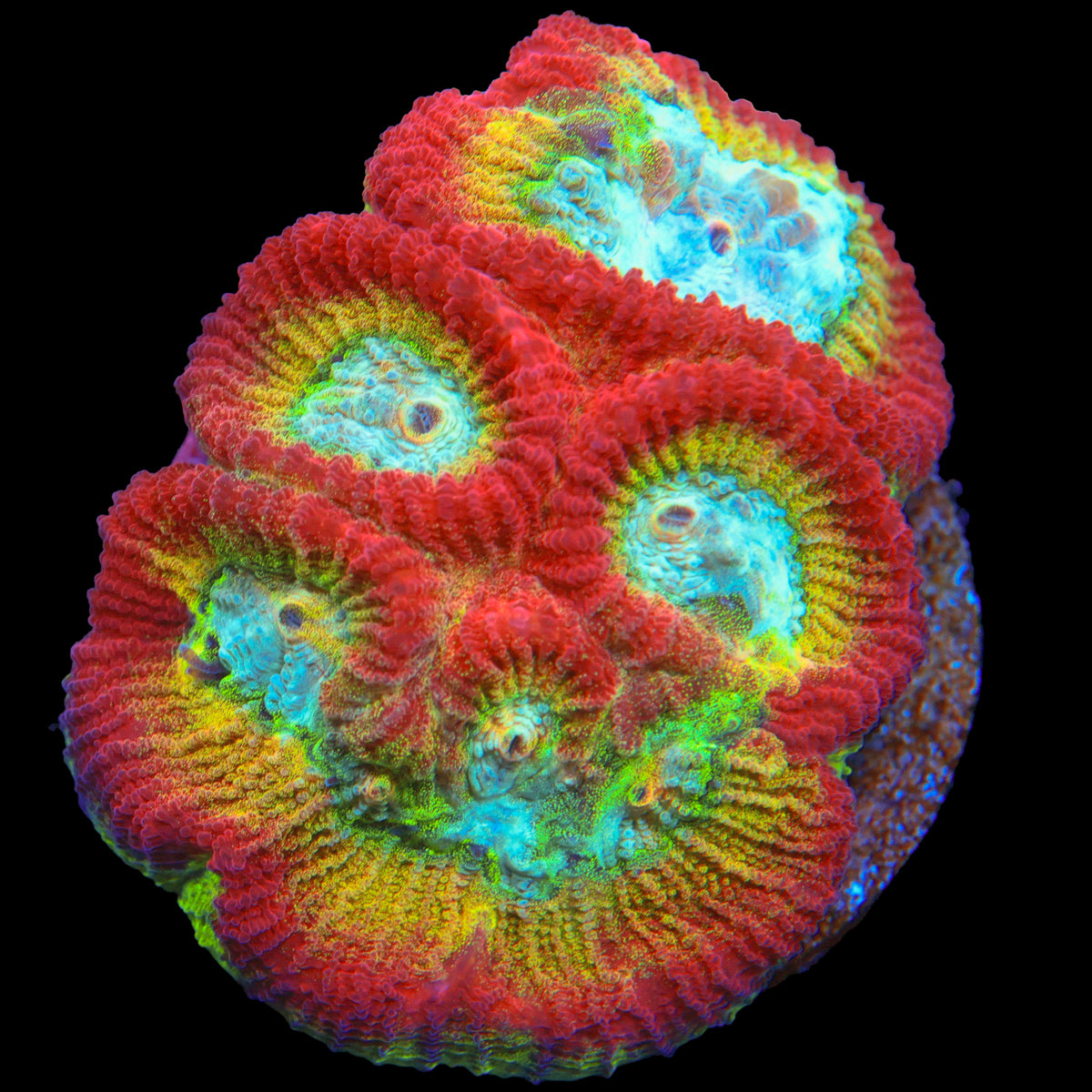 WWC Rainbow Favia