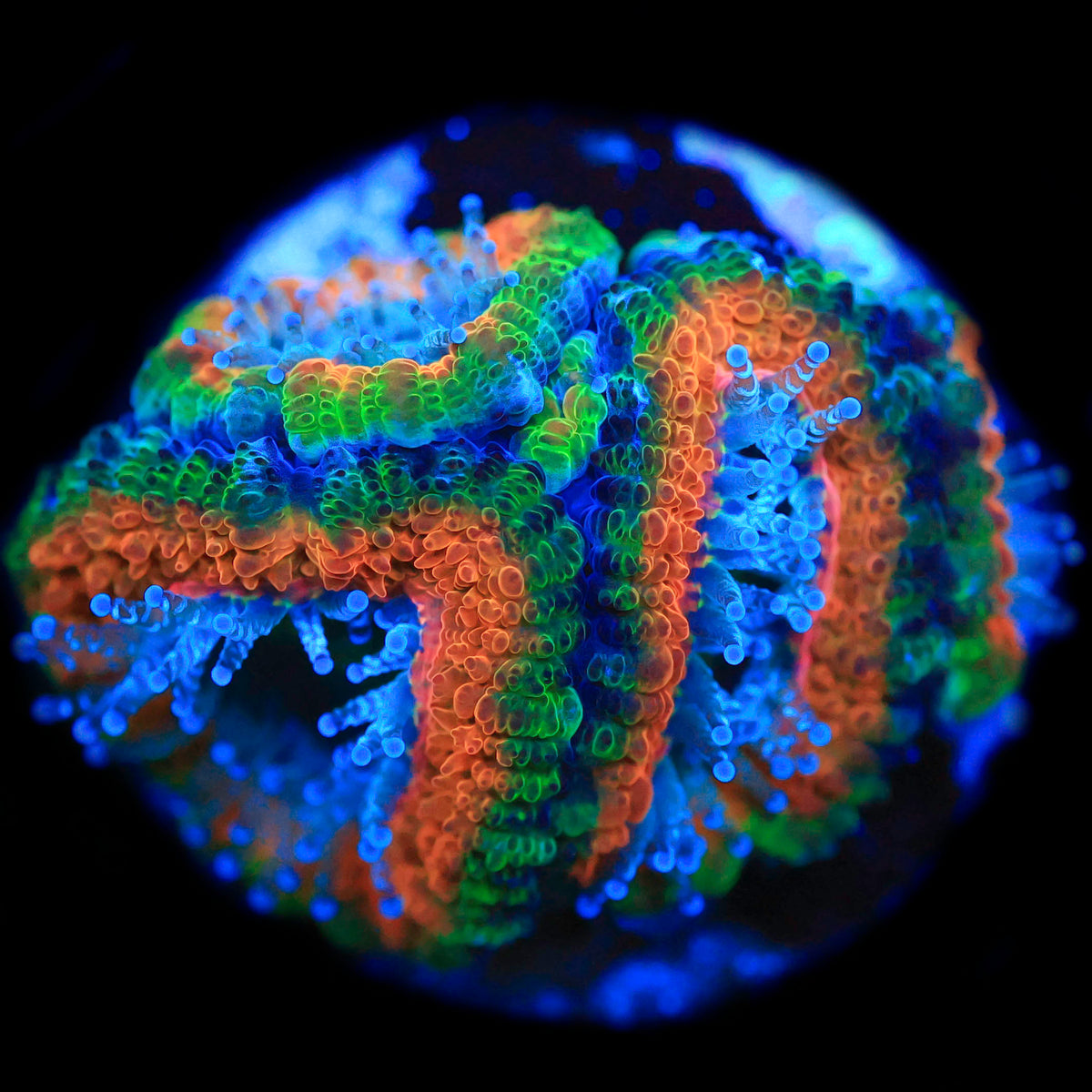 Krusty The Clown Acan