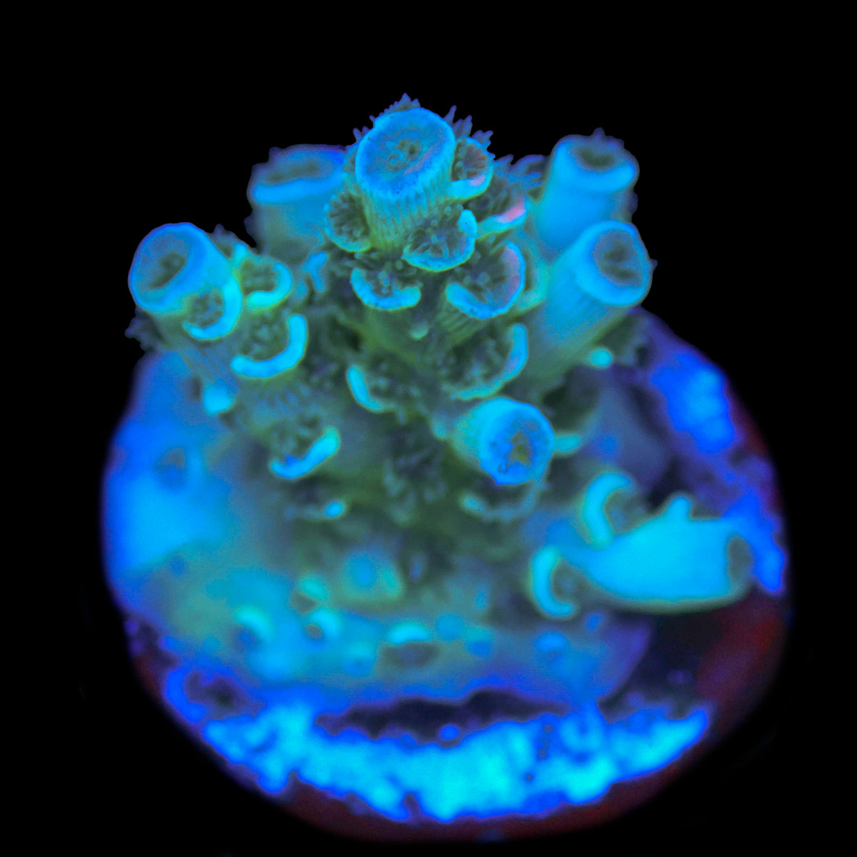 Turquoise sunrise