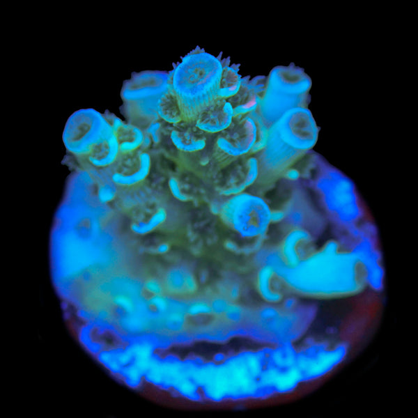 Turquoise sunrise