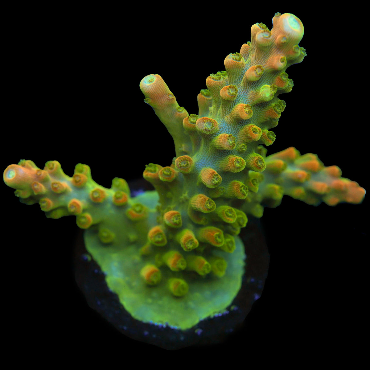 TGC Tropicana