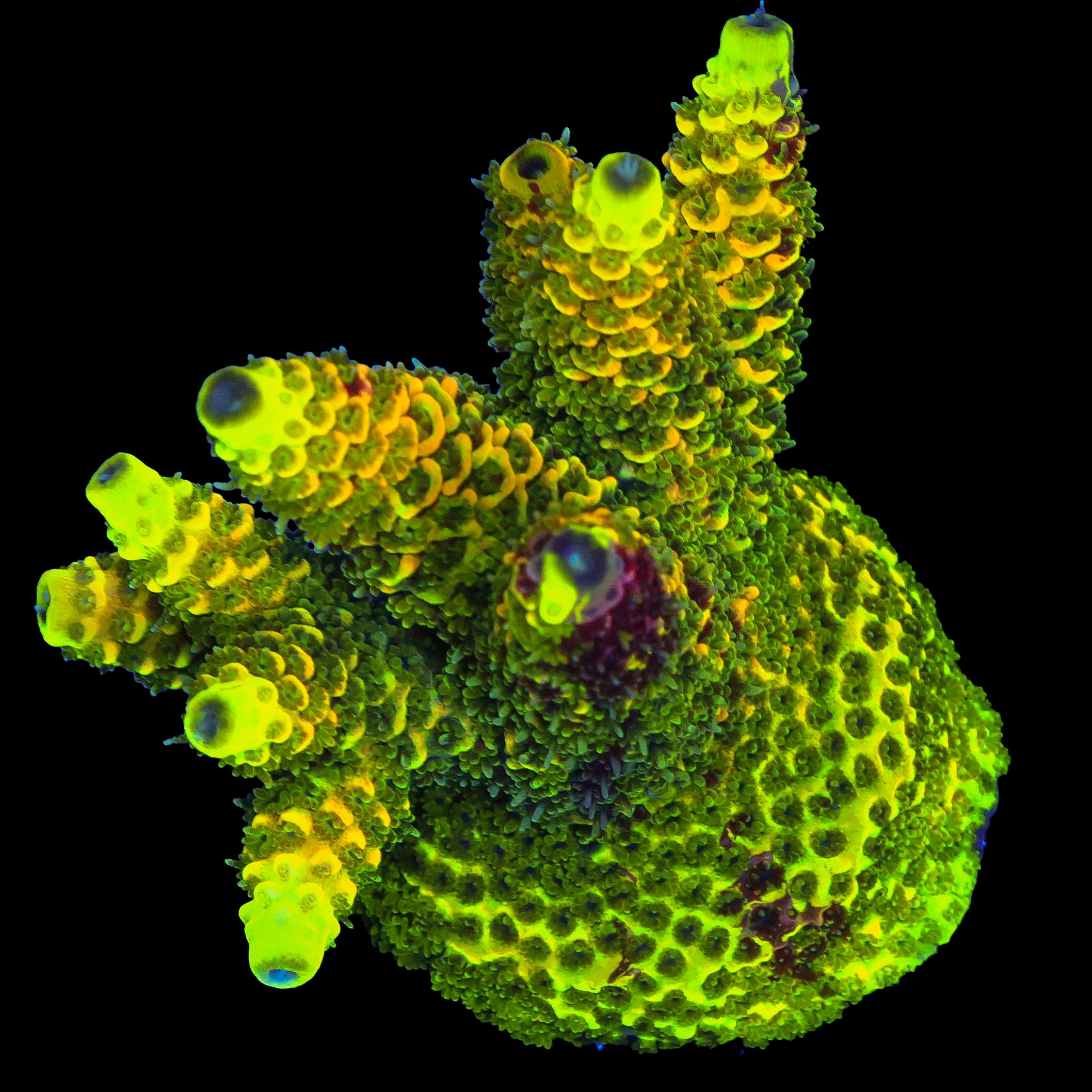 Rainbow Splice VERY CHUNKY COLONY