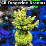 CB Tangerine Dream Black Friday