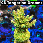 CB Tangerine Dream 50% off (3 month delay)