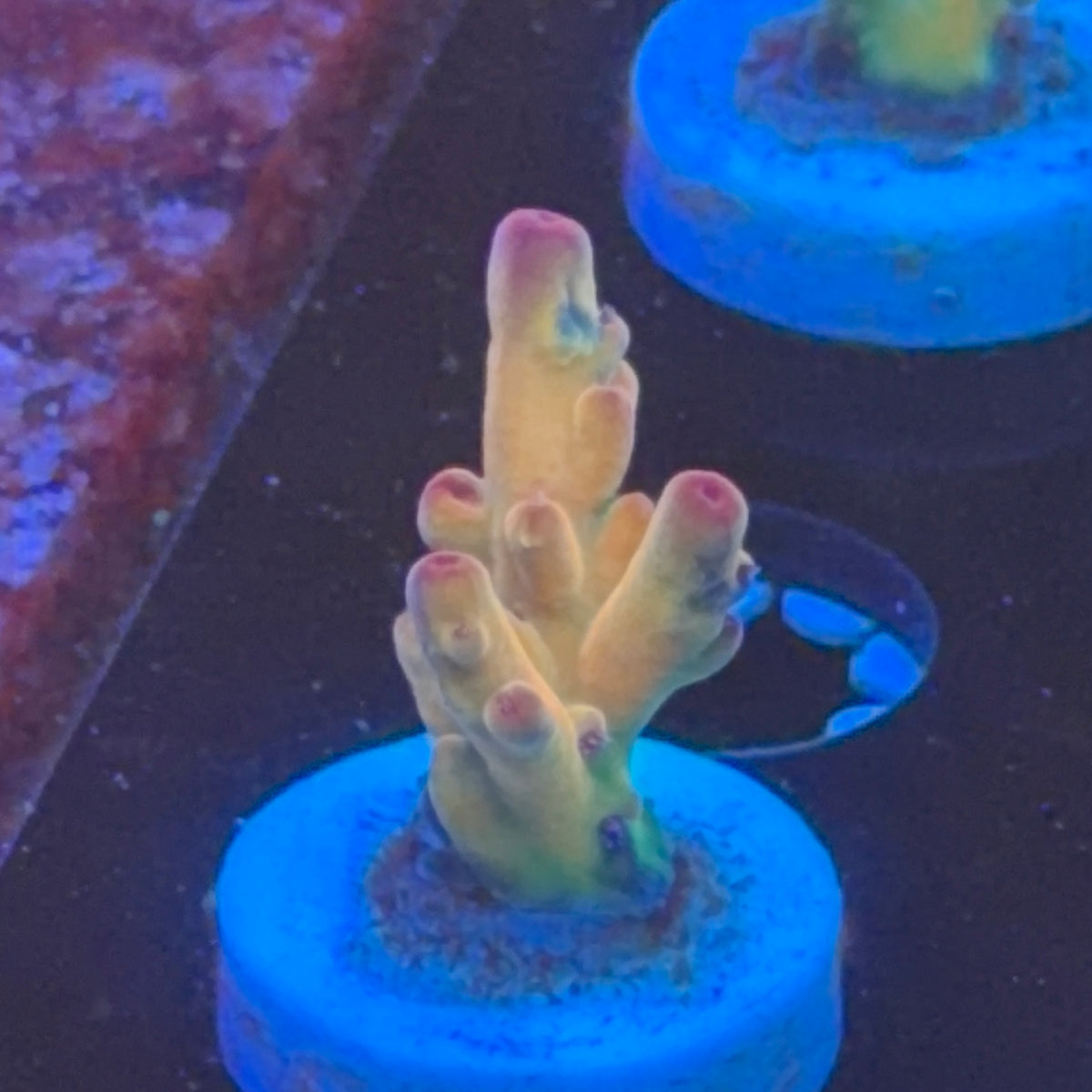 Tusi Rainbow Granulosa