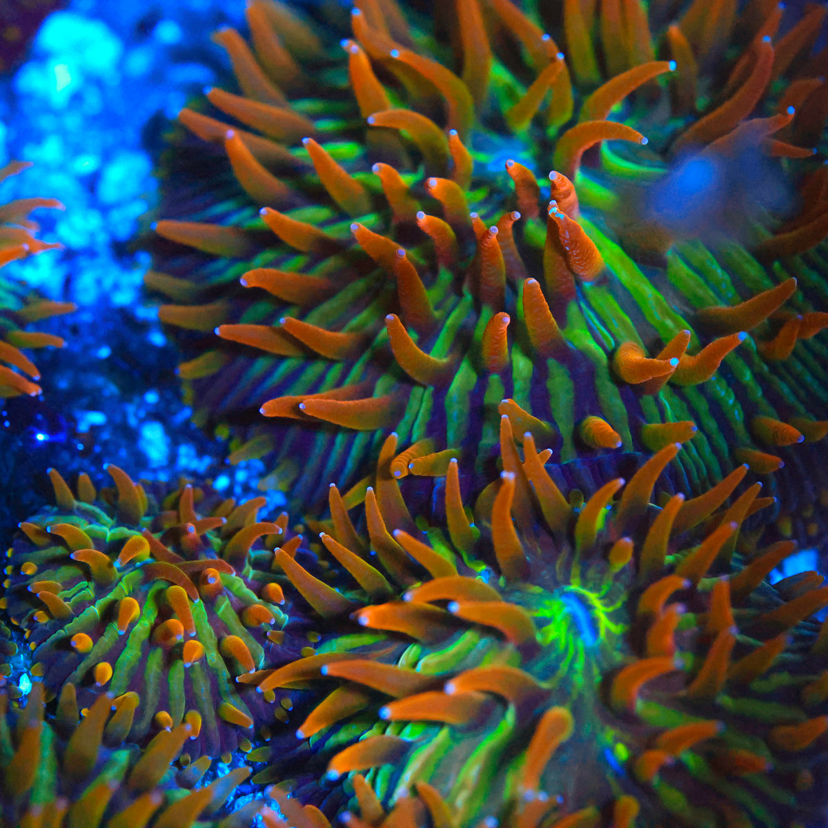 RC Burning Man Diaseris Plate Coral (Aquacultured)