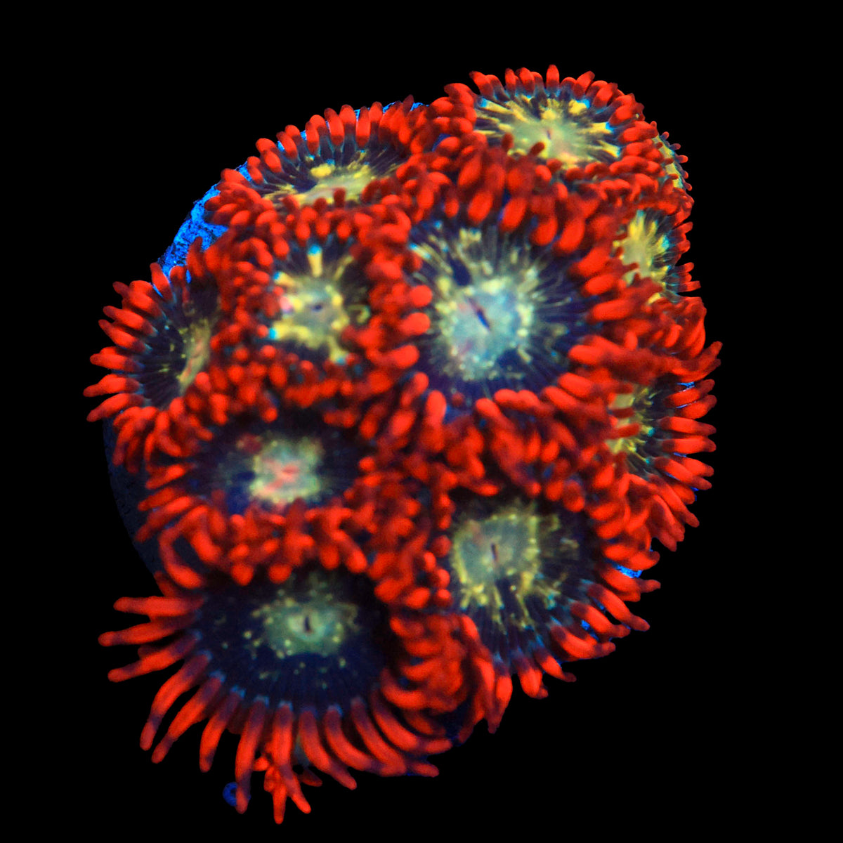 WWC Astral Shift Zoa