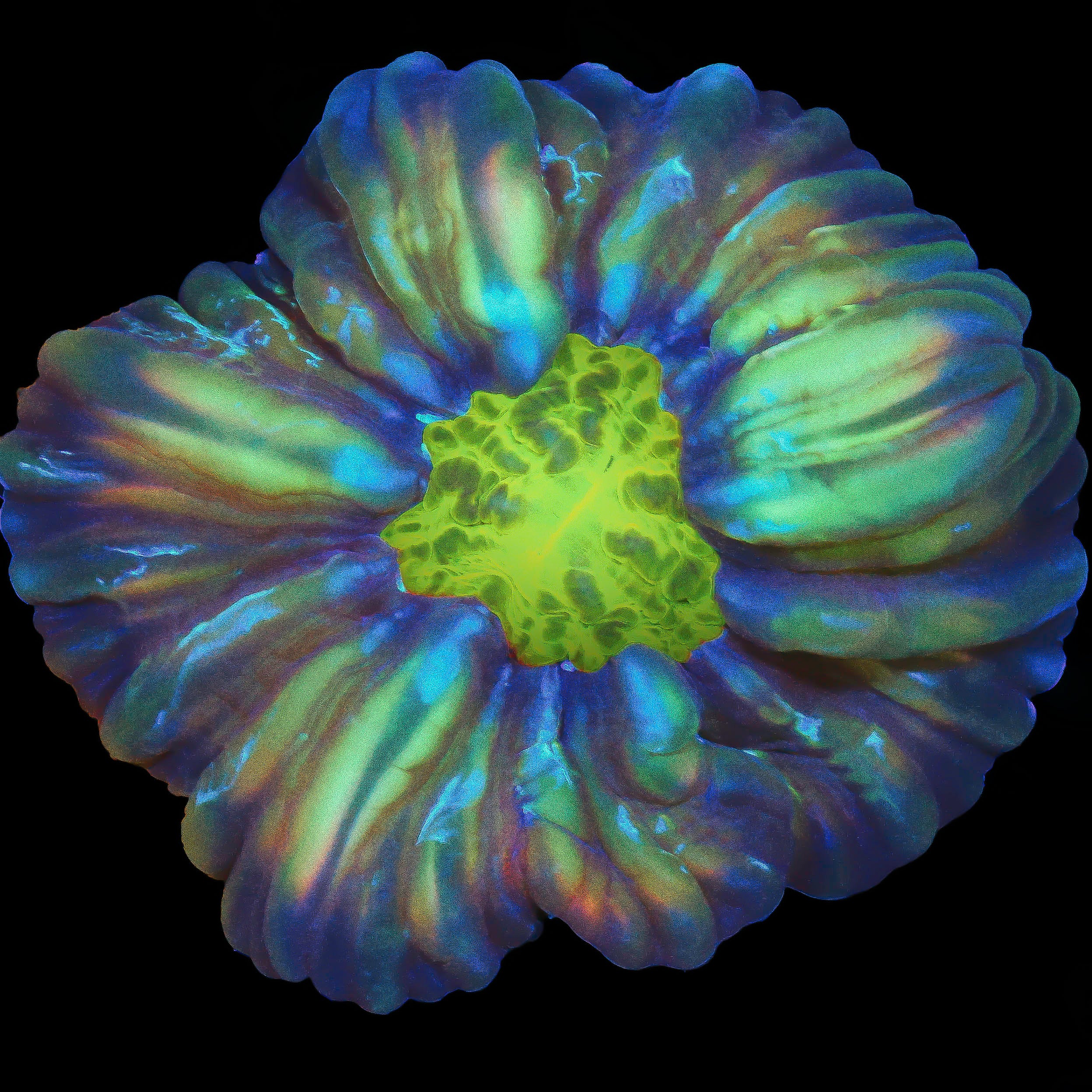 TRC Cynarina Coral