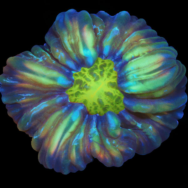 Cynarina