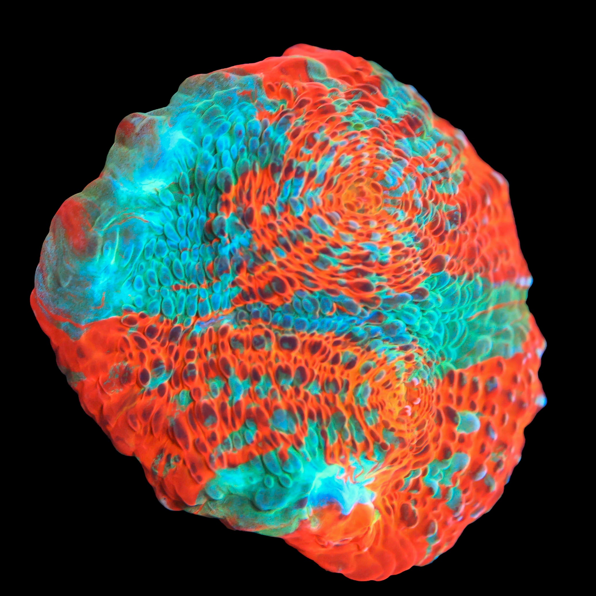 Orange Rift Chalice