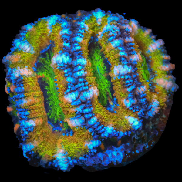 Sunset Peach Acan