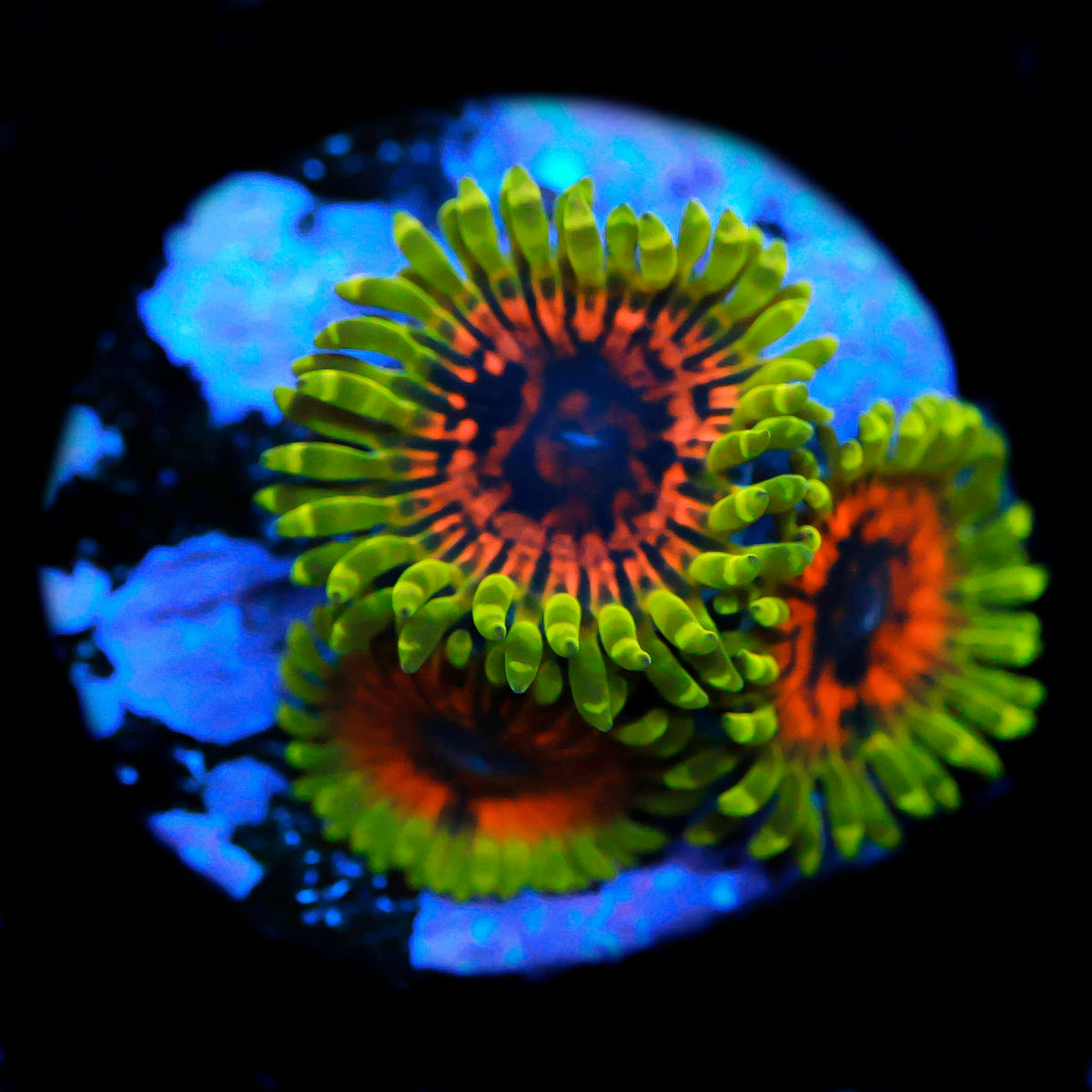 Predator Zoanthid