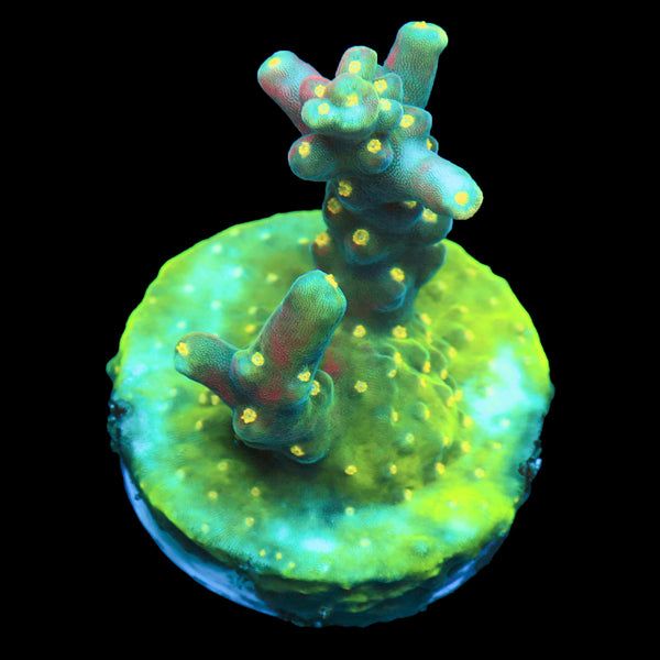 Jared’s Bubbleyum