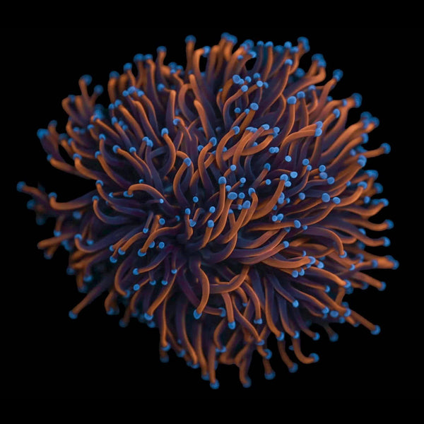 Indo Gold Torch Colony