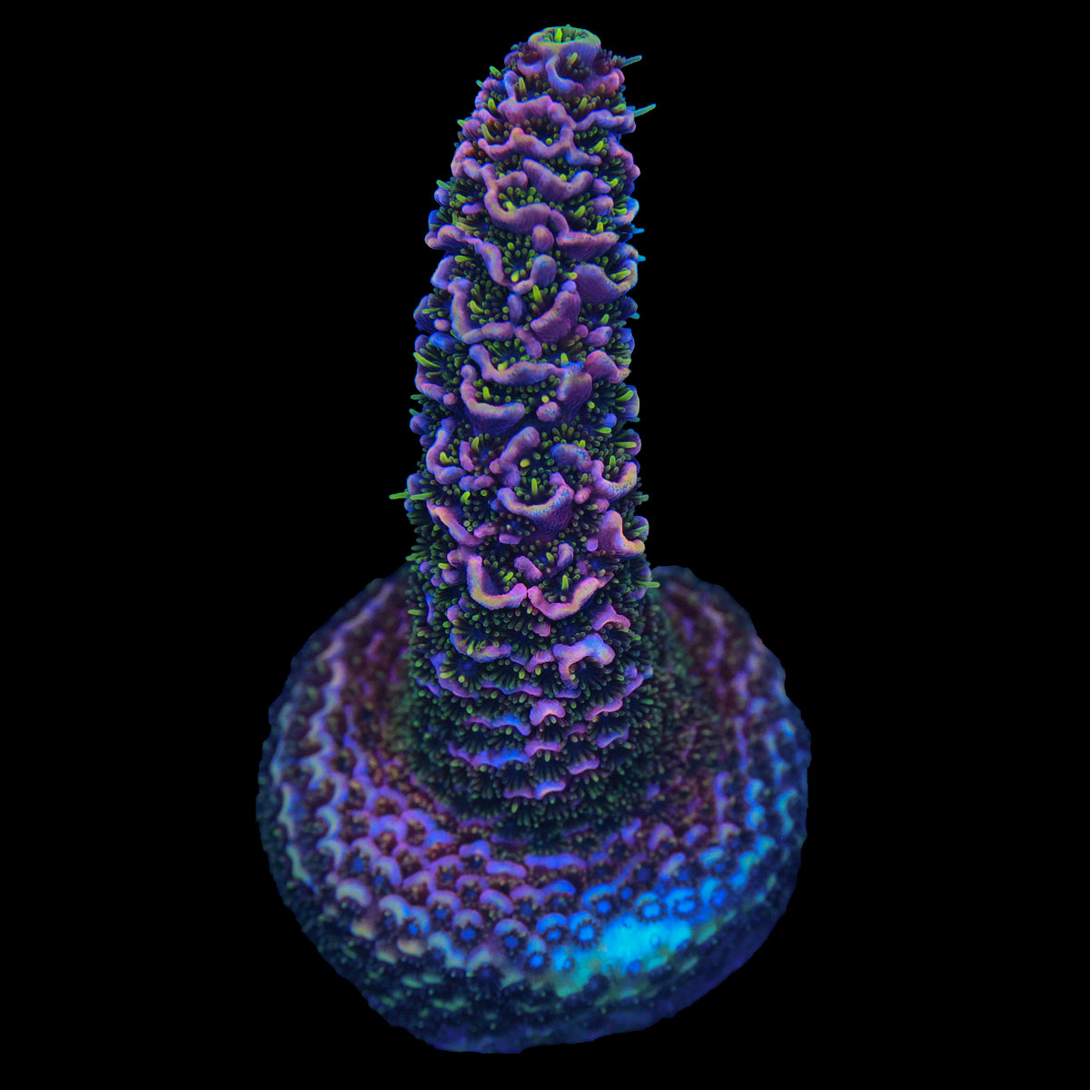 Bahama Mama 3/4” Frags