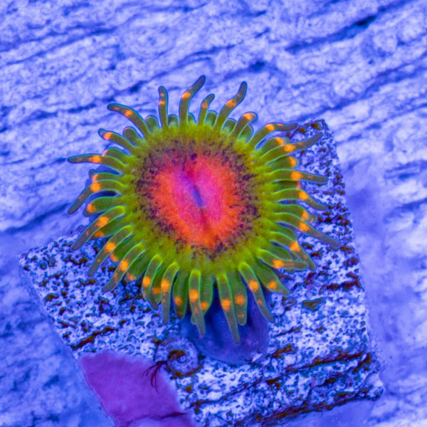 Awesome Blossom Zoa