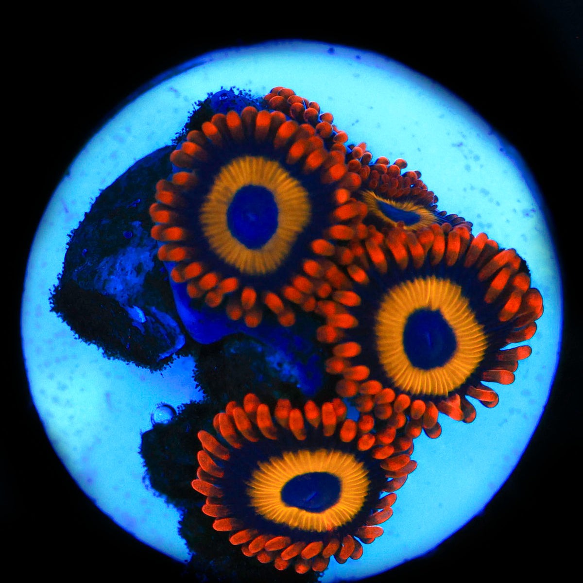 Fruit Loops Zoa's