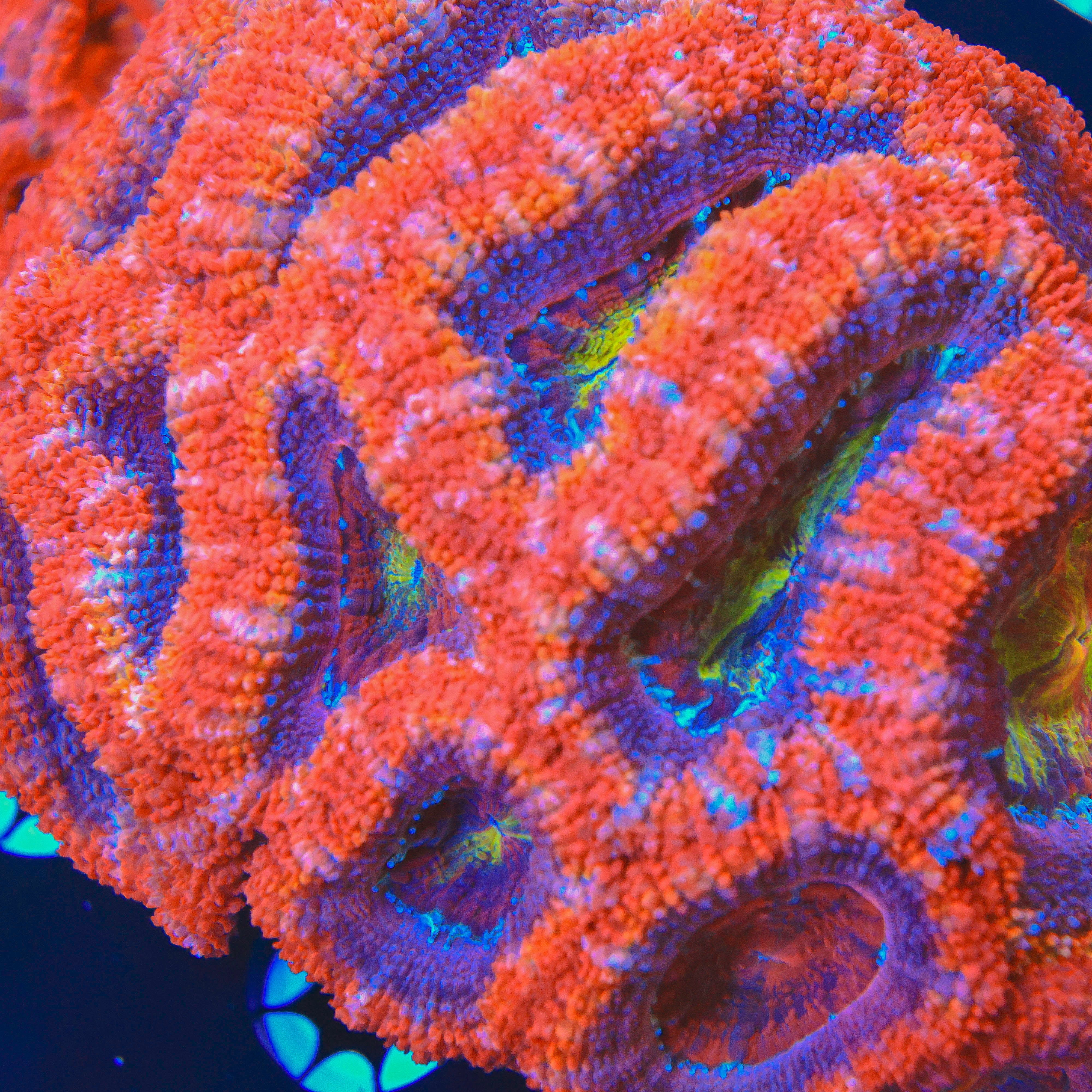 TRC'S Rainbow Splash Acan