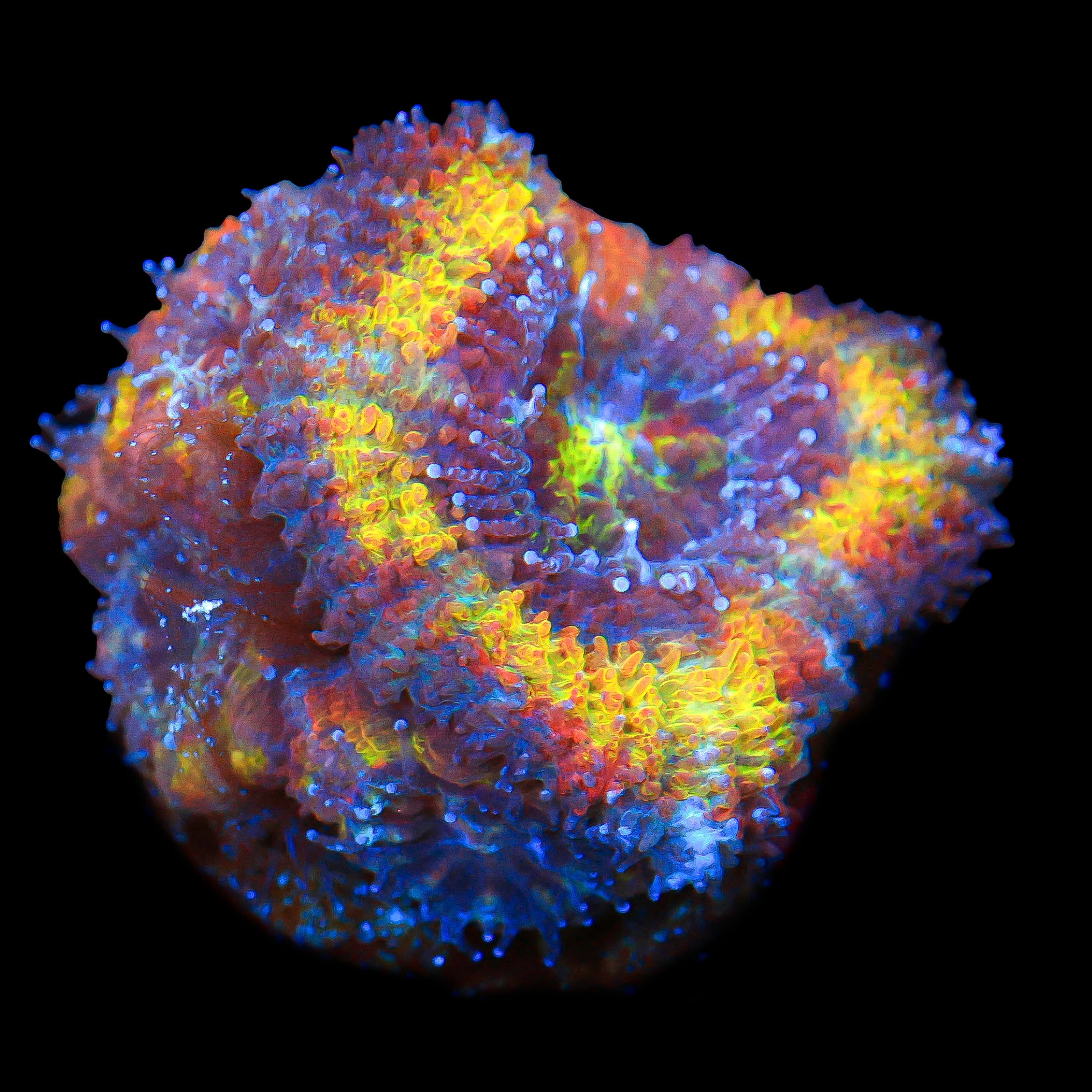 TRC Solar Rainbow Flare