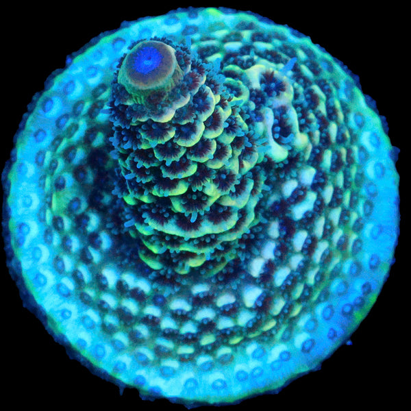 Raising Reef Blue Flame