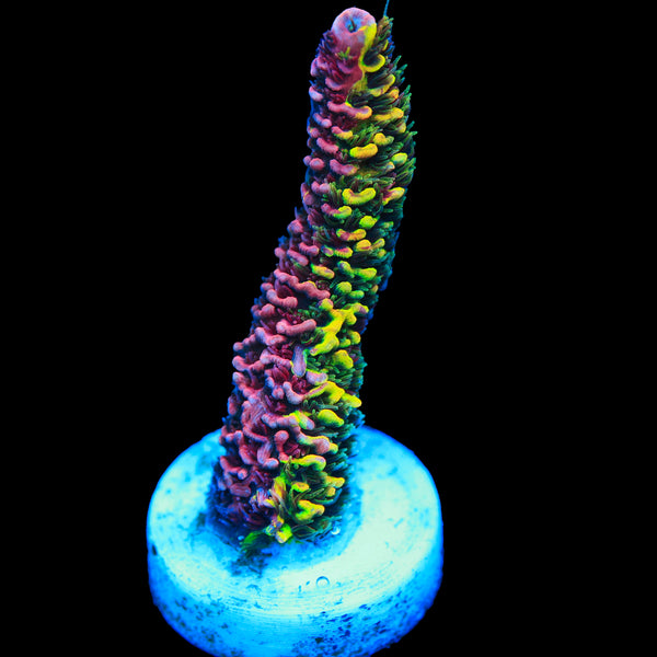 RRC Rainbow Splice Acro (TRUE 50/50 SPLICE)