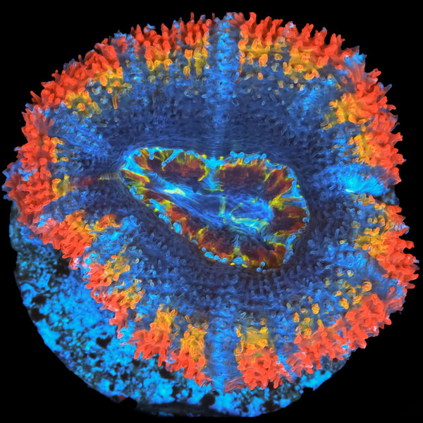 Pacific Rim Acan