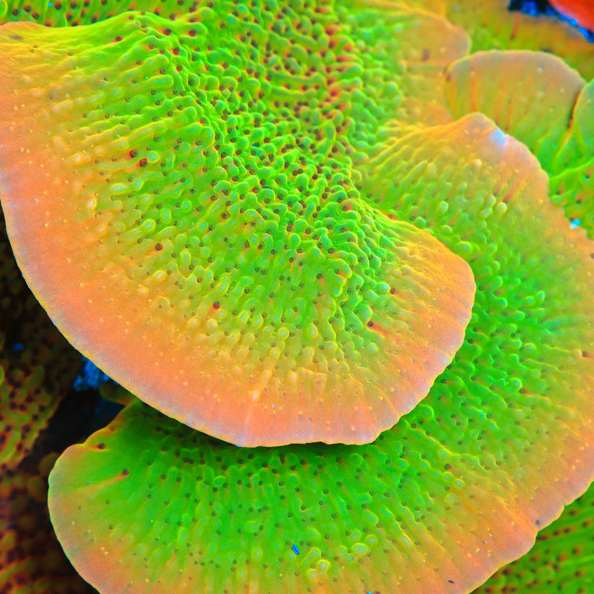 Nauti Spiral