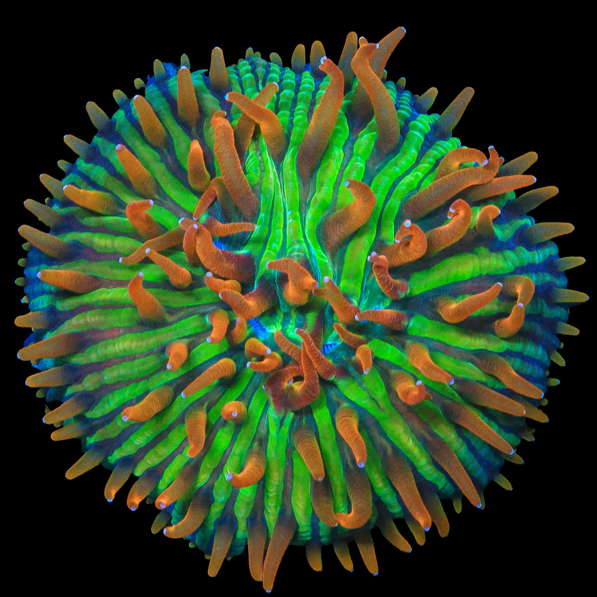 Rainbow Blanka Aquacultured Plate Coral