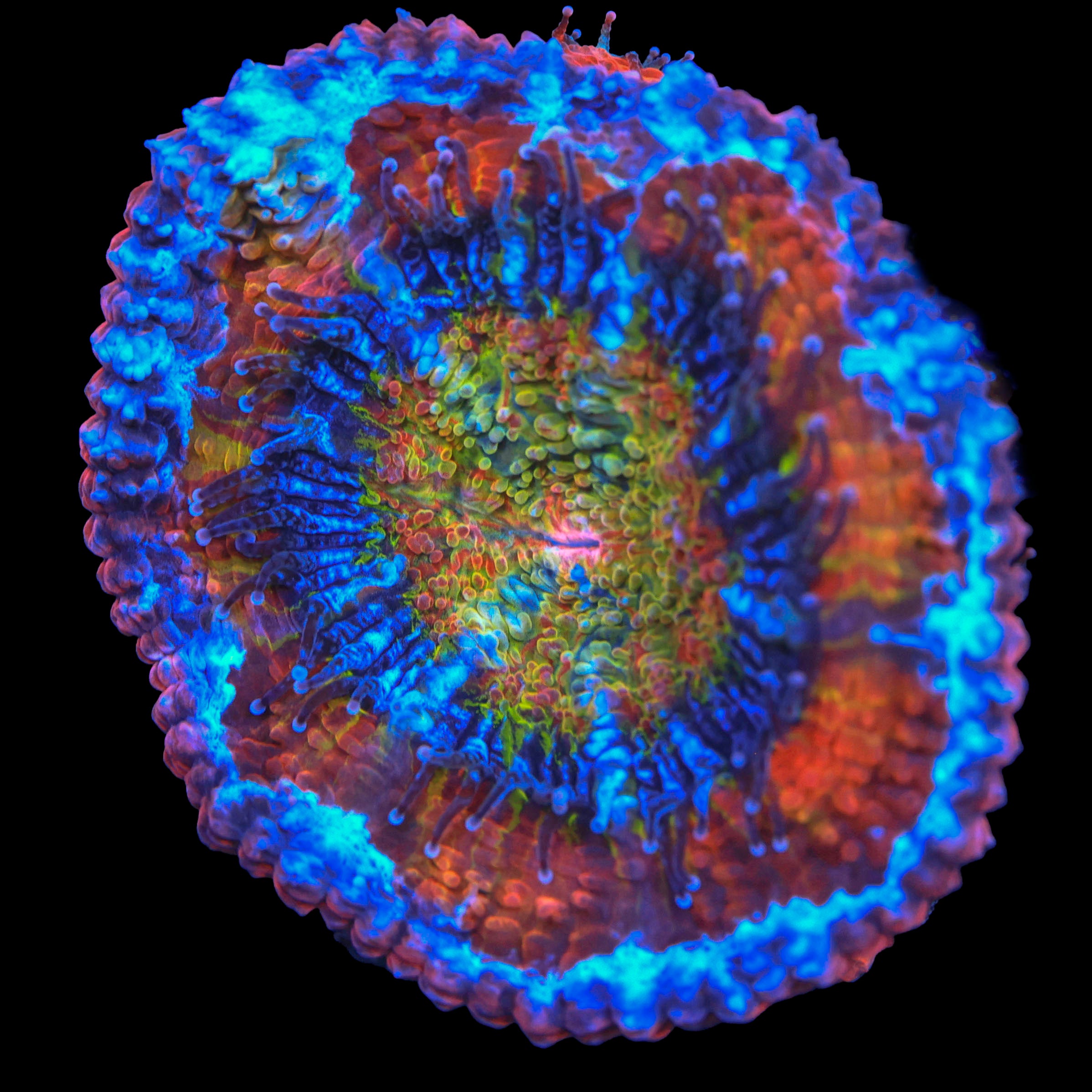 TRC Rainbow Insanity Acan (New Release)